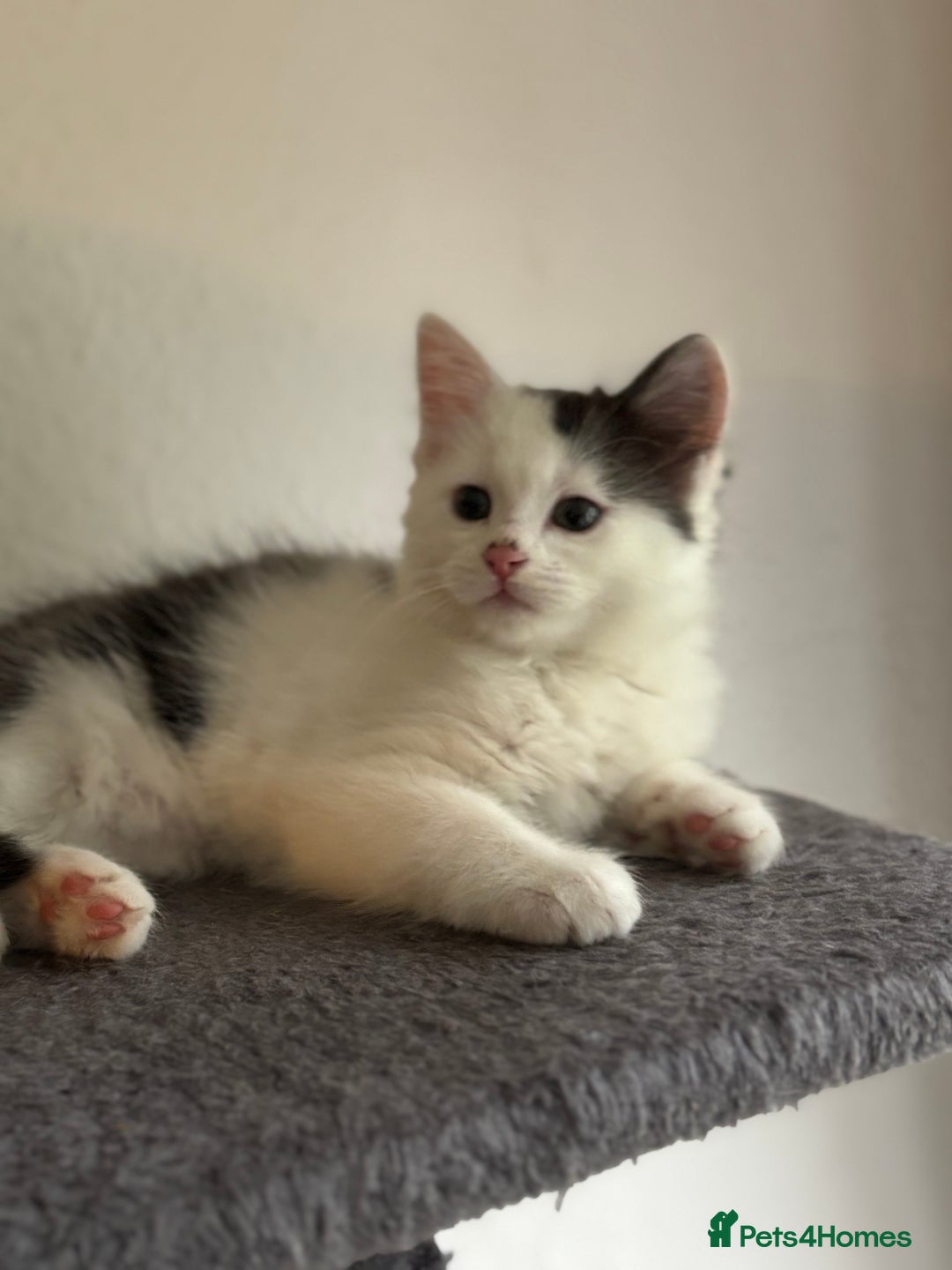 Mixed Breed cats for sale: Bengal ** avannah cross kittens - Advert 5