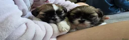 Shih Tzu dogs for sale: Adorable Pure Shih Tzu Puppies Ready 1st May 2026 - Advert 14