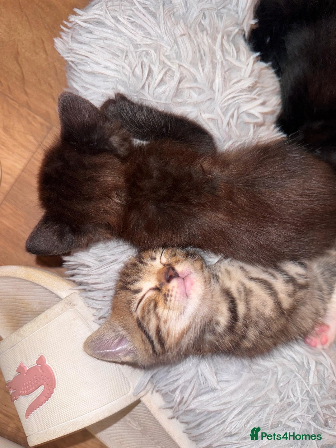 Bengal cats for sale: 4 Beautifully mixed Bengal and British shorthair  - Image 13