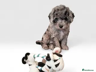 Cavapoo dogs Stunning Merle Girl F2B Cavapoo's HealthTested - Advert 16