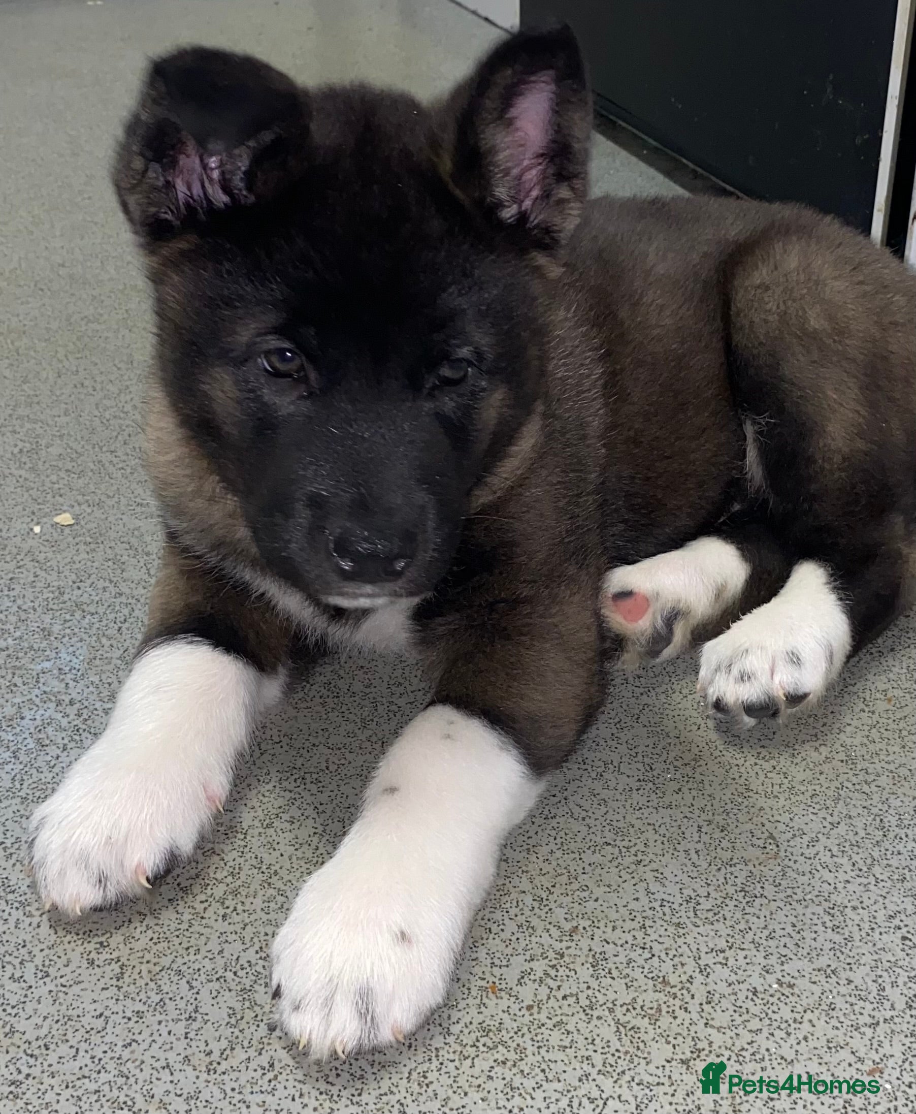 Akita dogs Beautiful American Akita Puppies 9 Boys 3 Females  - Advert 5
