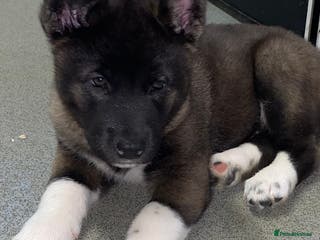 Akita dogs Beautiful American Akita Puppies 9 Boys 3 Females - Advert 5