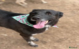 Mixed Breed dogs for adoption: 💖🐶 CARMEN 🐶💖 - Image 16
