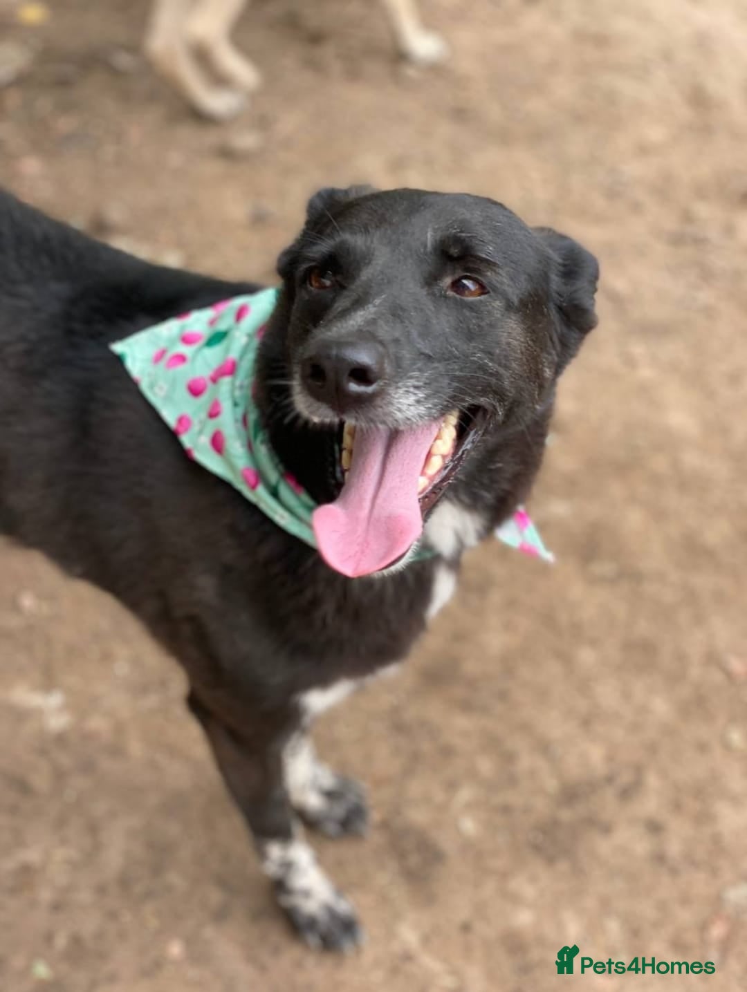 Mixed Breed dogs for adoption: 💖🐶 CARMEN 🐶💖 - Image 16