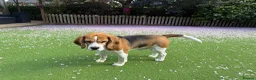 Beagle dogs for stud: Handsome Beagle Available at Stud in Swadlincote - Advert 2