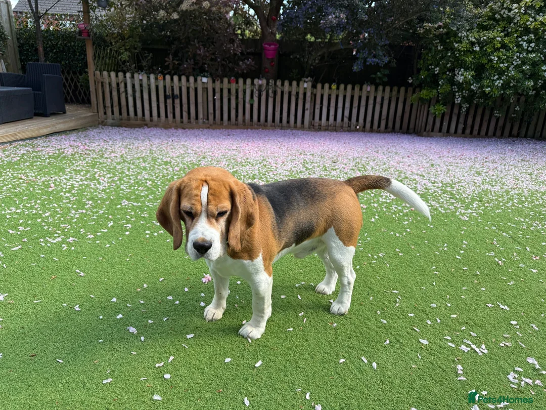 Beagle dogs for stud: Handsome Beagle Available at Stud in Swadlincote - Advert 2