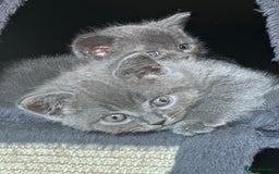 British Shorthair cats for sale: 🐾 Adorable British Shorthair Blue Kittens 🐾 - Image 19