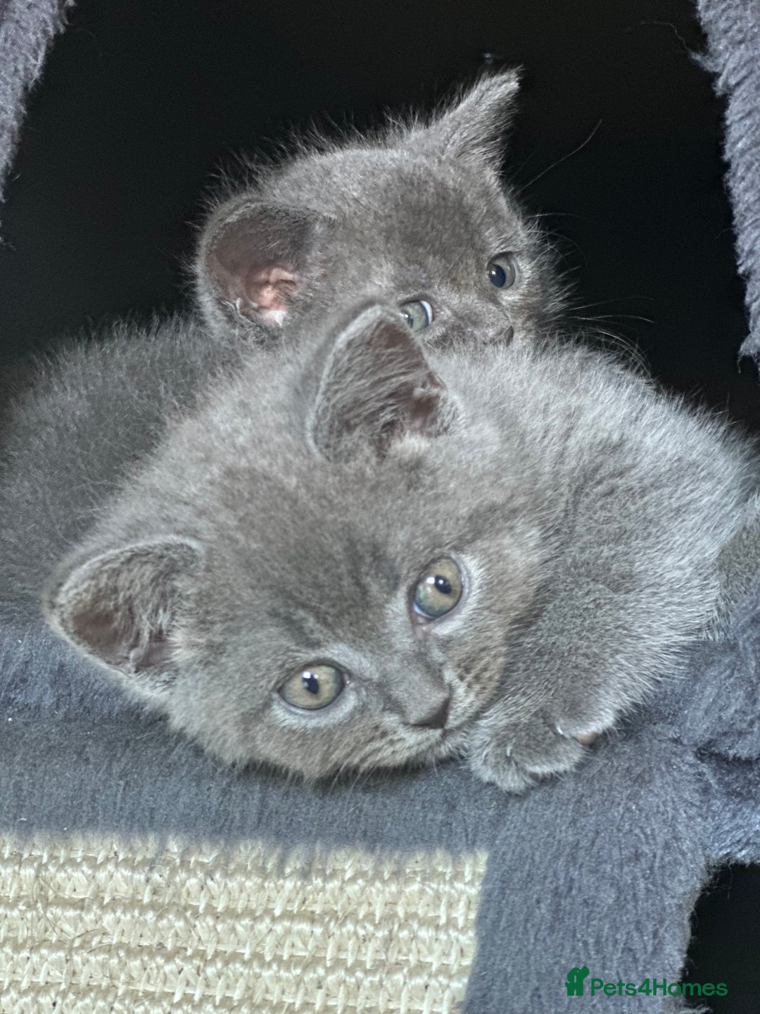 British Shorthair cats for sale: 🐾 Adorable British Shorthair Blue Kittens 🐾 - Image 19