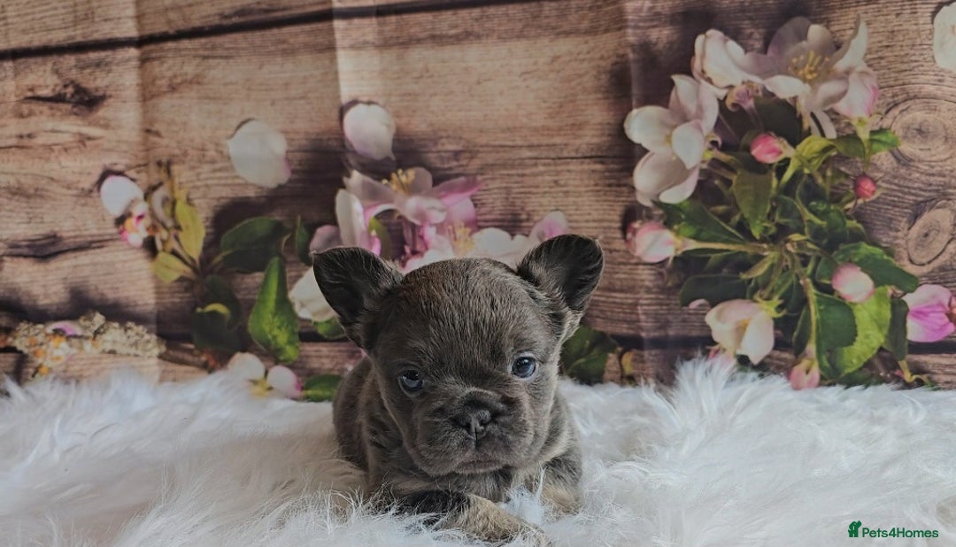 French Bulldog dogs for sale: Welcome to the Fluffy Crew 🥰 - Advert 22