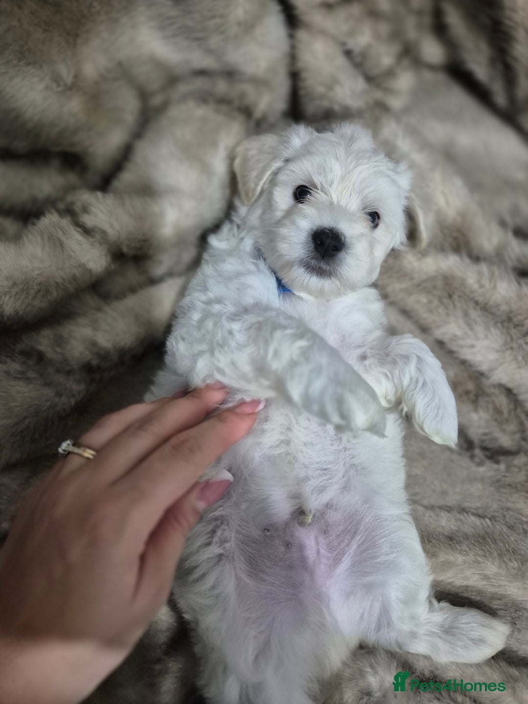 Maltese dogs for sale: K1 Beautiful Maltese puppies  - Advert 4