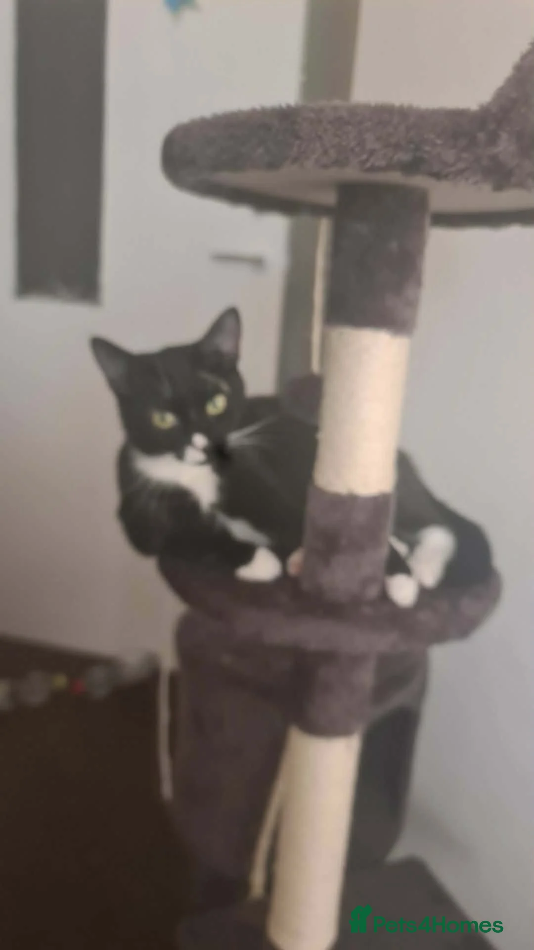 Mixed Breed cats for sale: Kittens  - Advert 1