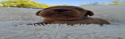 Labrador Retriever dogs for sale: Gorgeous Fox Red Labrador Puppies. - Advert 13