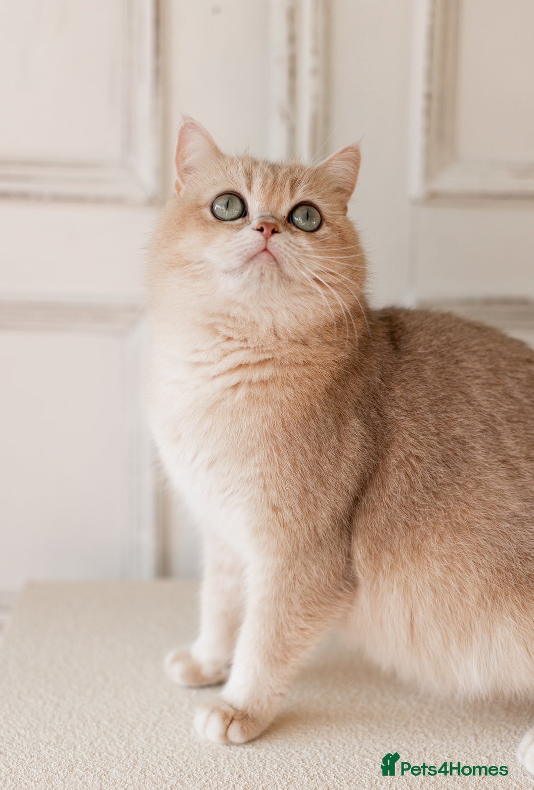 British Shorthair cats for sale: Cuddly Golden Blue British Shorthair girl  - Advert 23