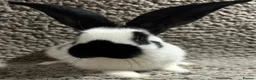 Continental Giant rabbits for sale: Georgeus Giant Papillon Babies - Advert 2