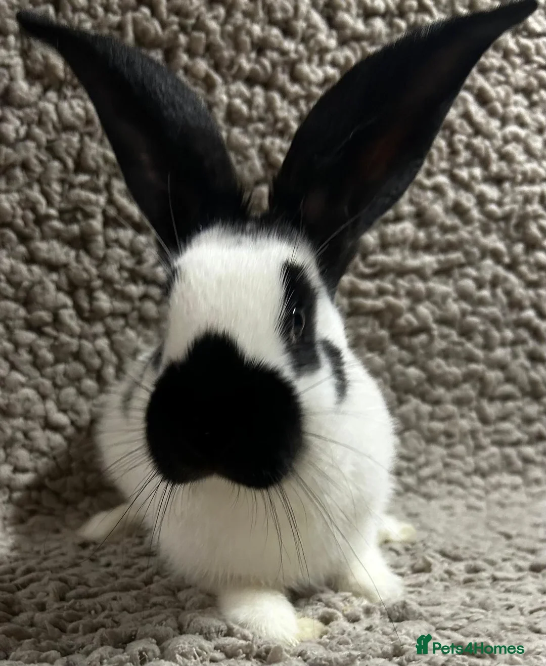 Continental Giant rabbits for sale: Georgeus Giant Papillon Babies - Advert 2