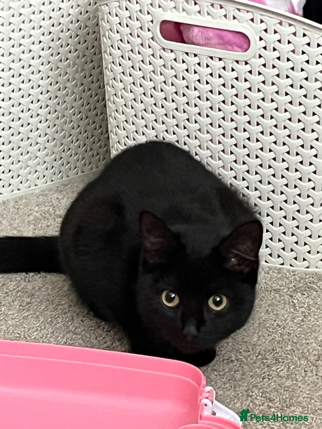 Mixed Breed cats for sale: Beautiful 2 Year Female Cat in Bridgend - Advert 5