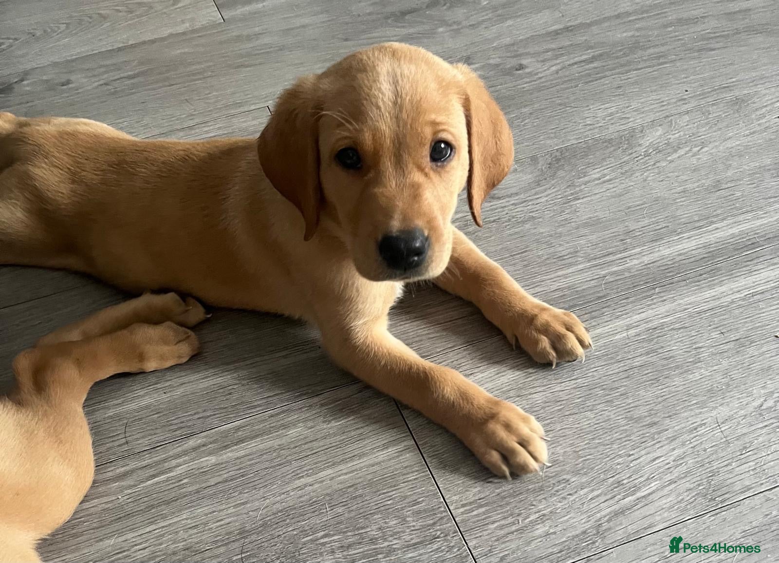 Labrador Retriever dogs Adorable KC Labrador Puppies - Advert 1