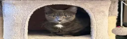 Turkish Angora cats for sale: He is ready to go  - Advert 12