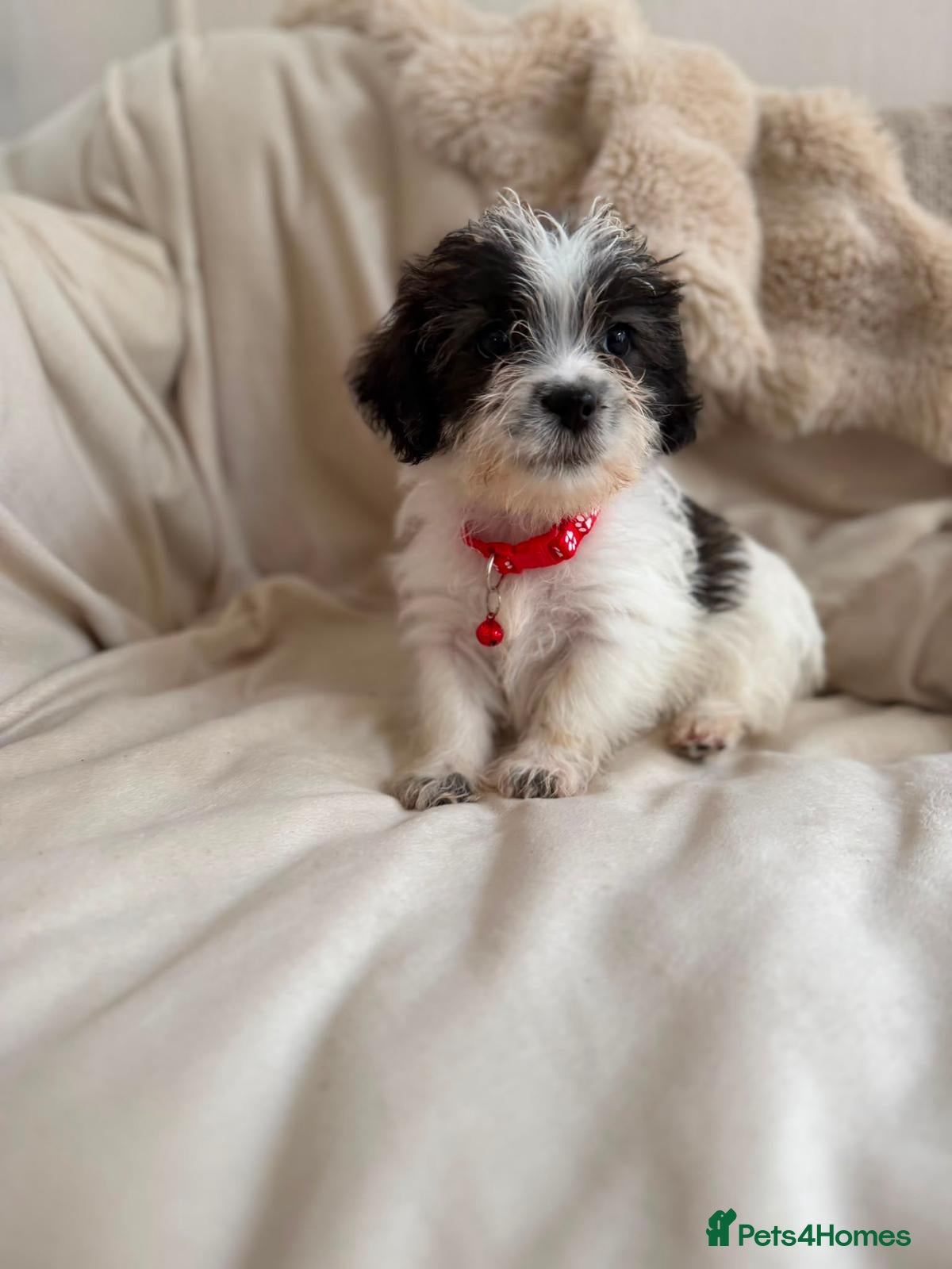 Shih Tzu dogs Shih tzu  - Advert 2