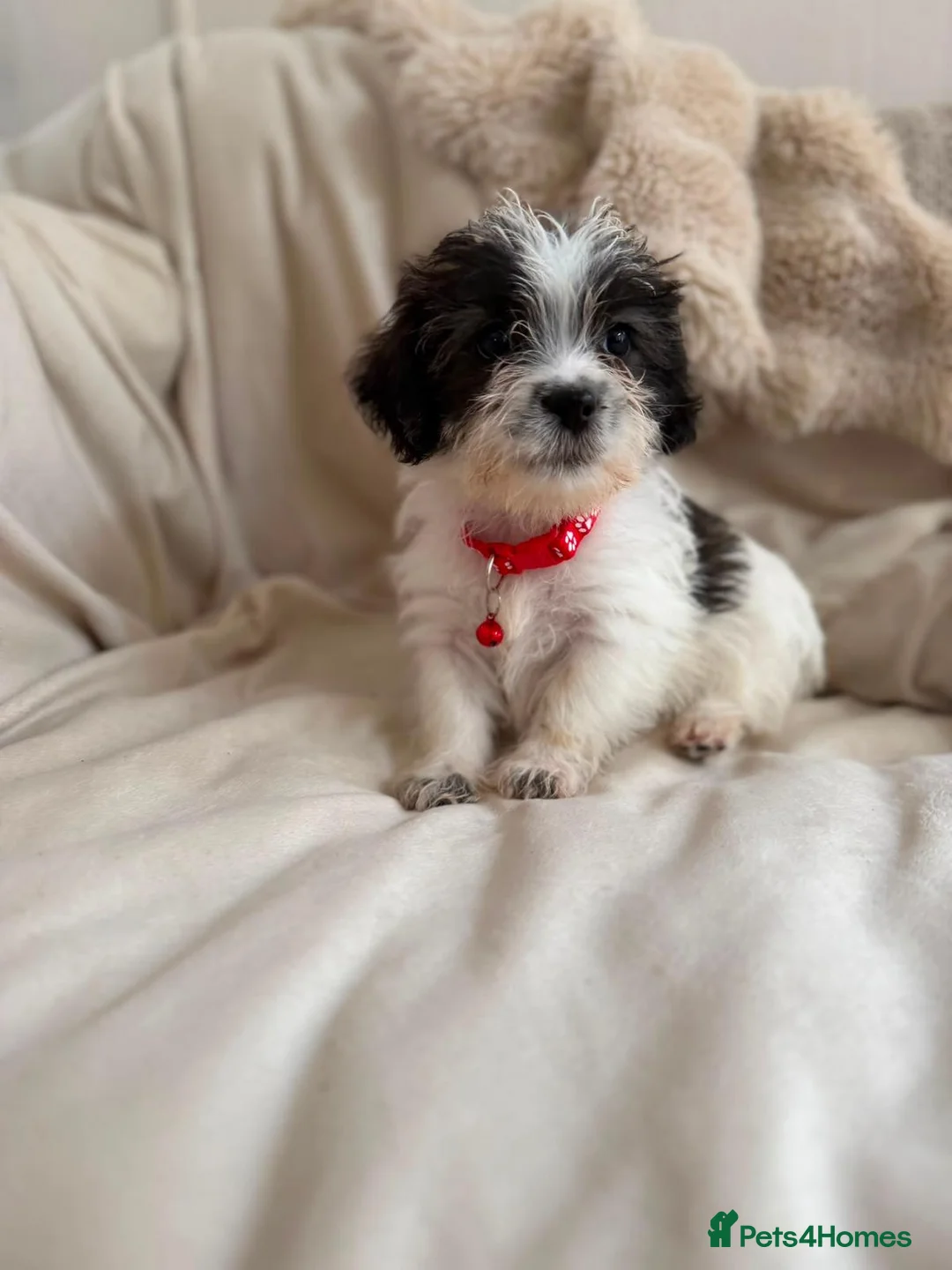 Shih Tzu dogs for sale: Shih tzu  in Exeter - Advert 2