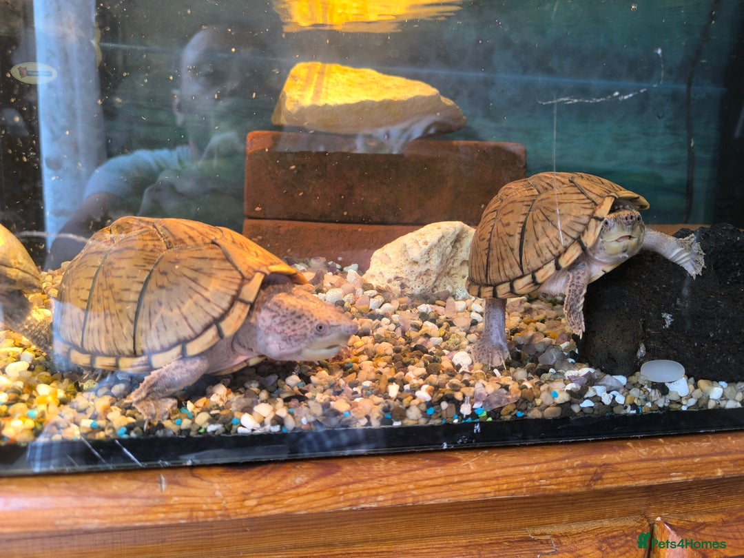 Turtle reptiles for sale: 2xRazor backed turtle male and female - Image 3