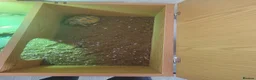 Tortoise reptiles for sale: Horsfield Tortoise age 6 - Advert 17