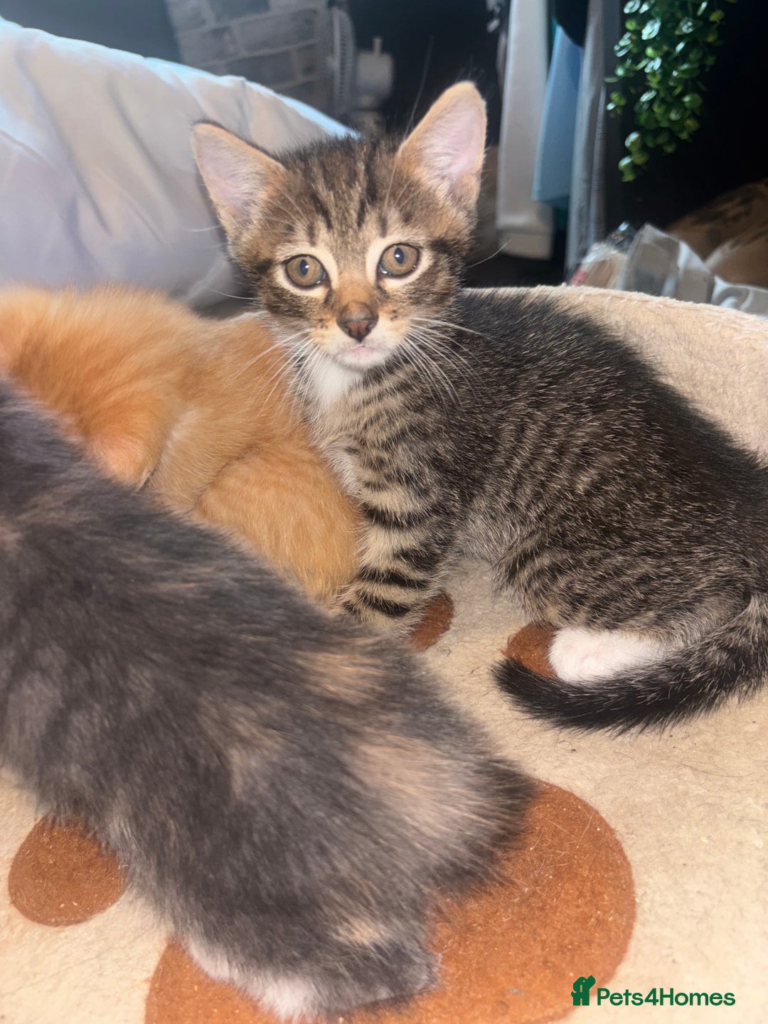 British Shorthair cats for sale: Kittens For Sale - Image 6