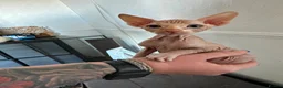 Sphynx cats for sale: Canadian sphynx ready to leave now  - Advert 21