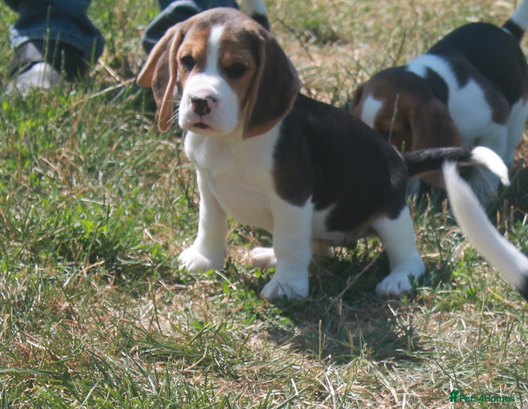 Beagle dogs READY NOW STUNNING KENNEL CLUB REG BEAGLE PUPPIES - Advert 1