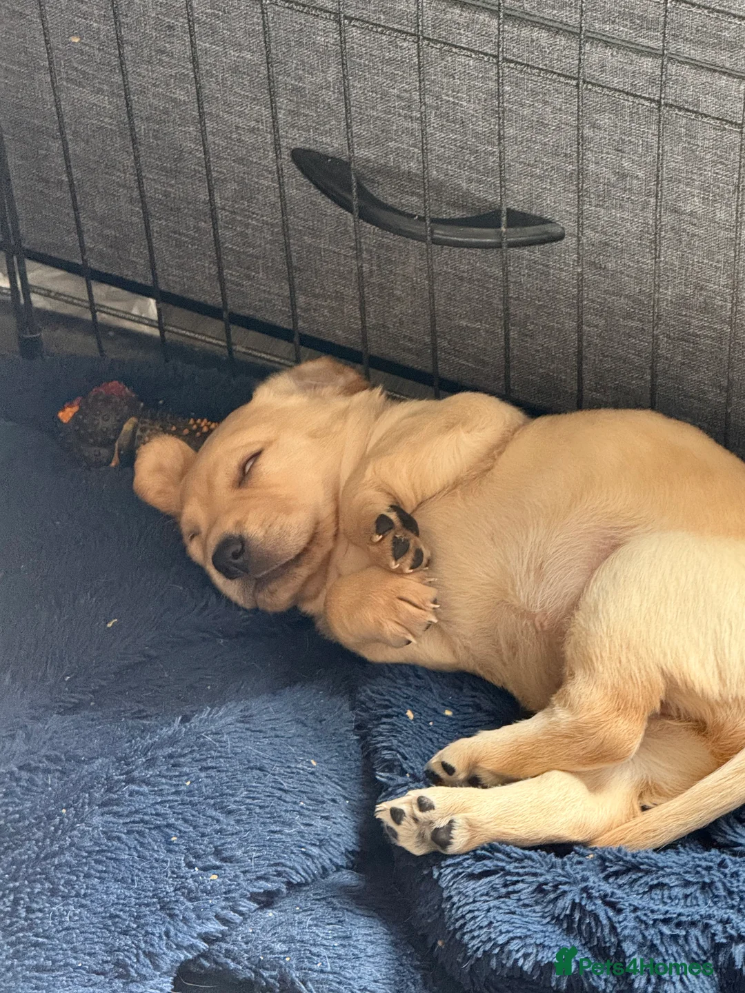 Cockerdor dogs for sale: Cockedor pups for sale  - Advert 2