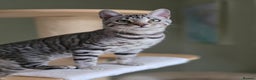 Bengal cats for sale: Two Silver Bengal Sisters  - Advert 4