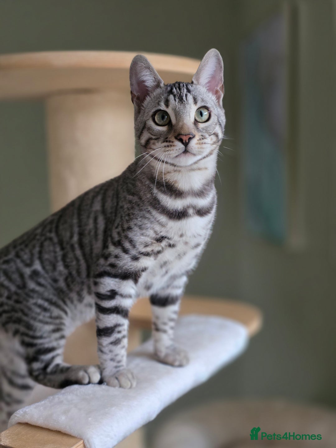 Bengal cats for sale: Two Silver Bengal Sisters  - Image 4