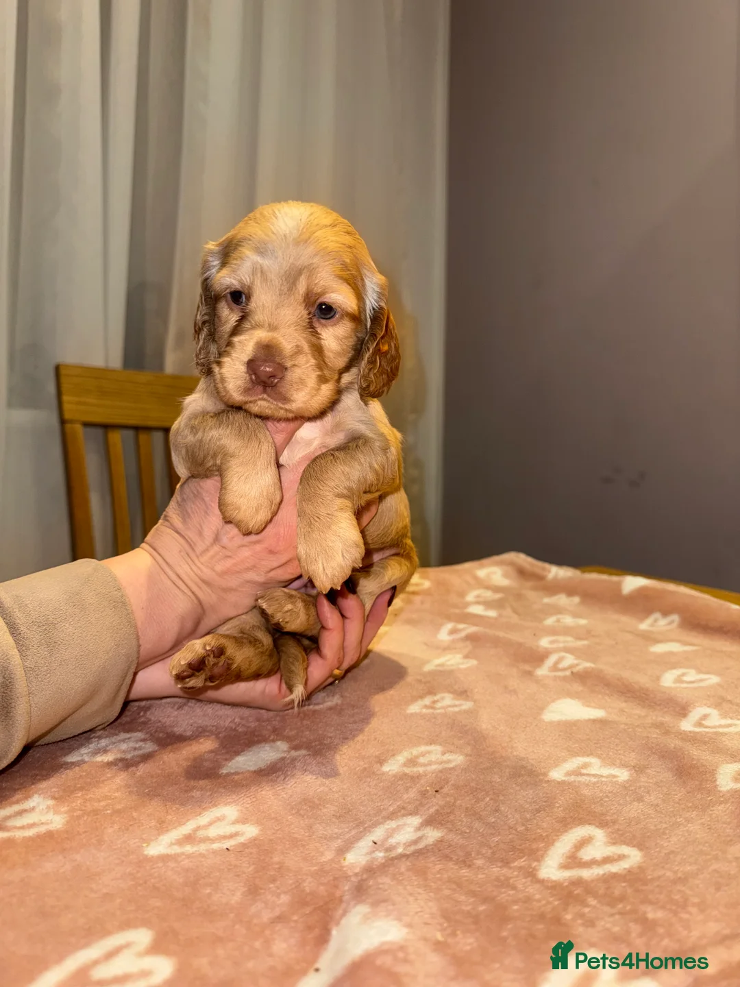 Cocker Spaniel dogs for sale: Adorable cocker spaniel puppies - Advert 33