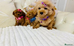 Maltipoo dogs for sale: Exquisite tiny F1 Toy Maltipoo puppies 🐶 🧸  - Image 8