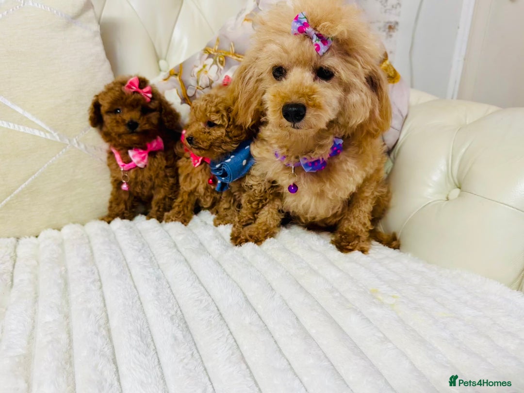 Maltipoo dogs for sale: Exquisite tiny F1 Toy Maltipoo puppies 🐶 🧸  - Image 8