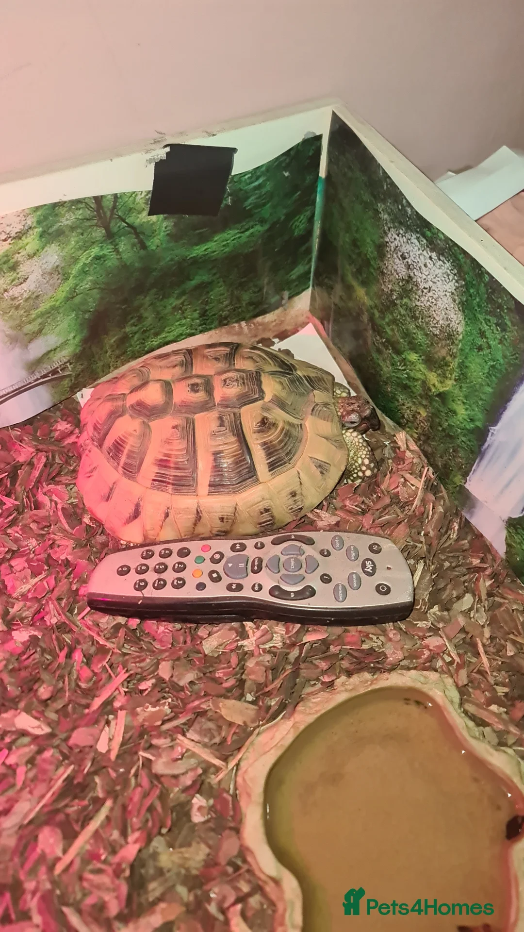 Hermann Tortoise reptiles for sale: Hermann Tortoise  in Chester - Advert 2