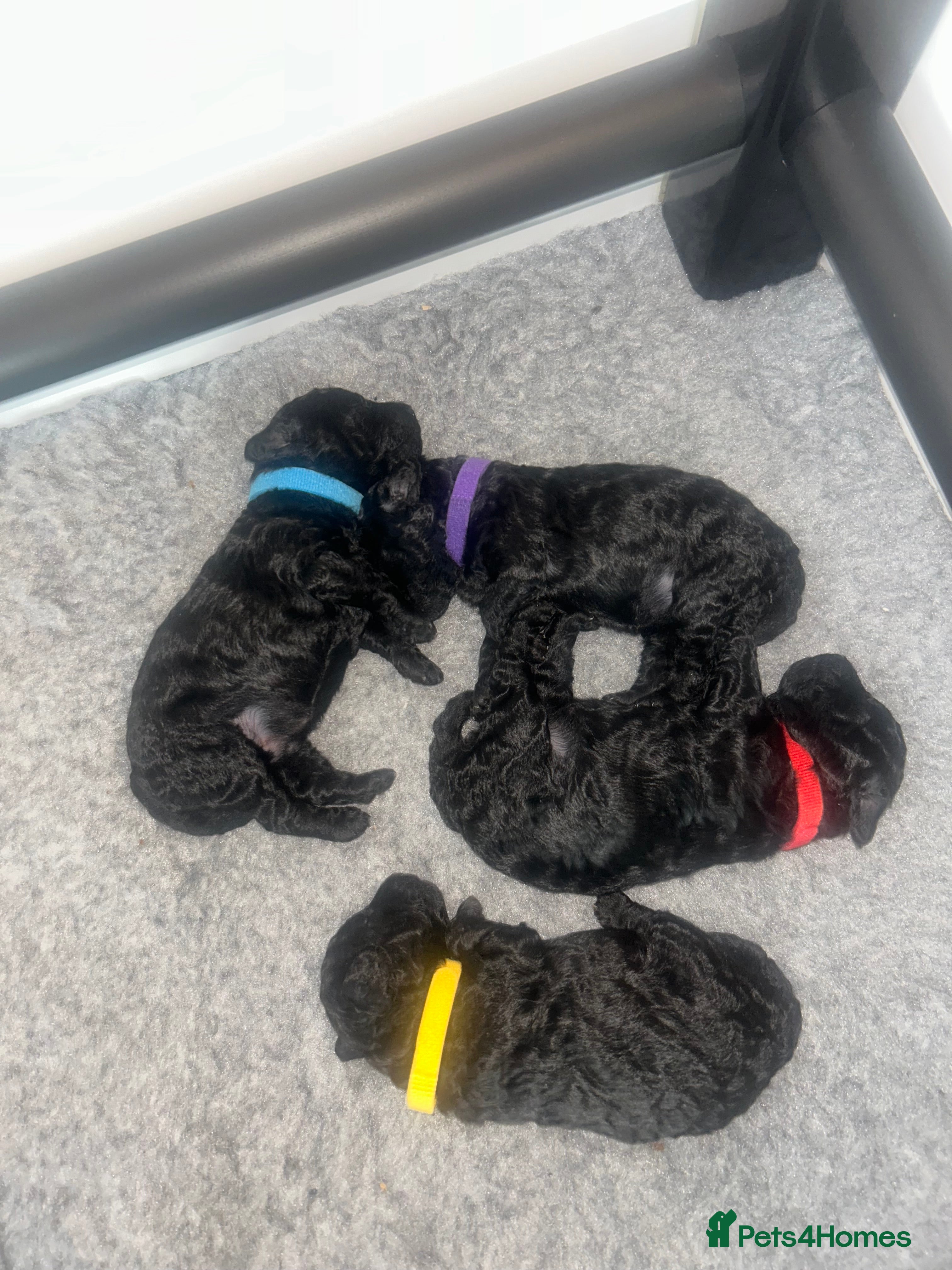 Toy Poodle dogs 5 generation championship pedigree toy poodle pups - Advert 5