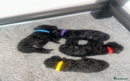 Toy Poodle dogs for sale: 5 generation championship pedigree toy poodle pups - Image 1