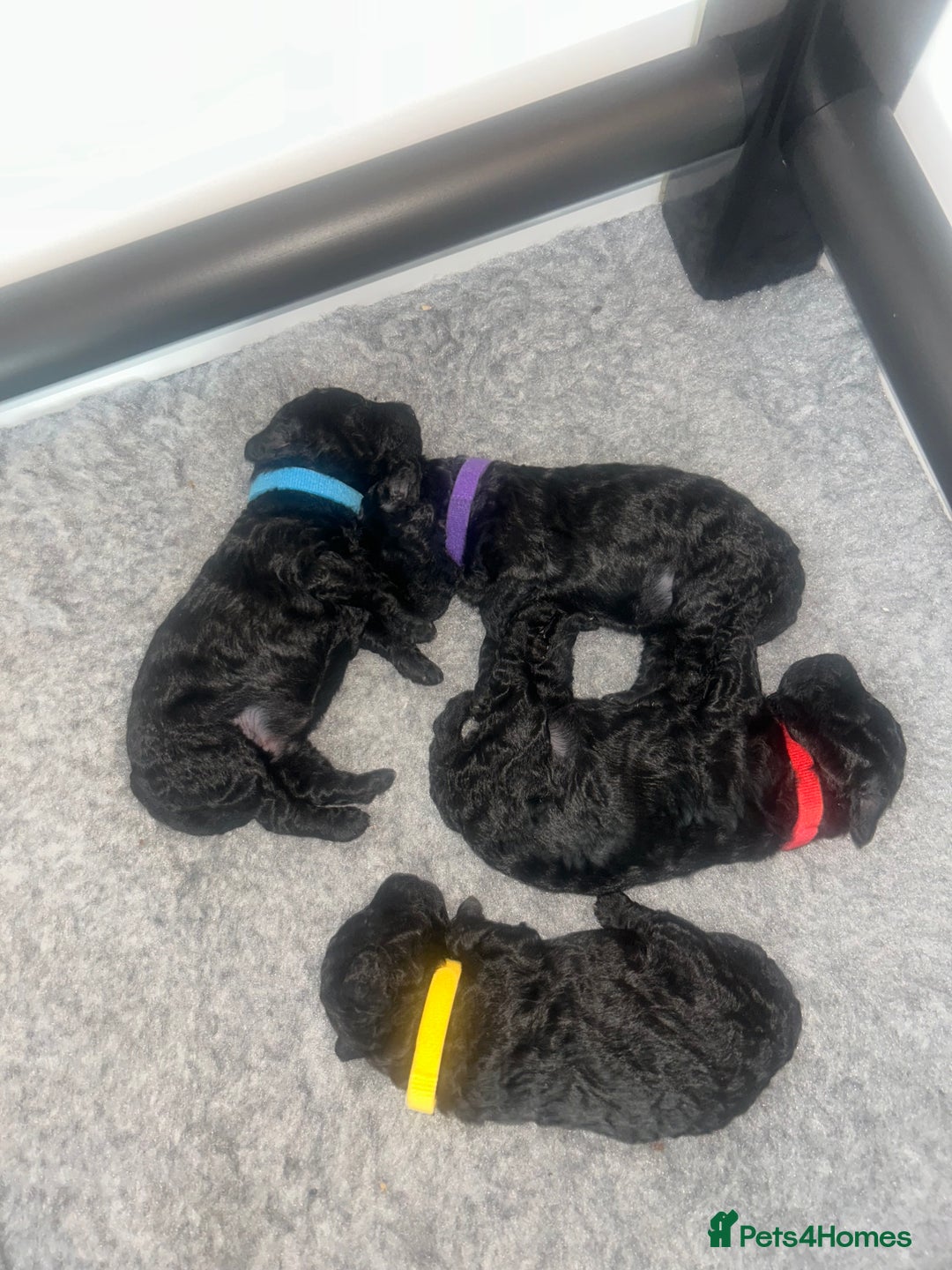 Toy Poodle dogs for sale: 5 generation championship pedigree toy poodle pups - Image 1