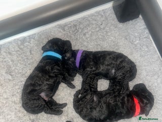 Toy Poodle dogs - Advert 12