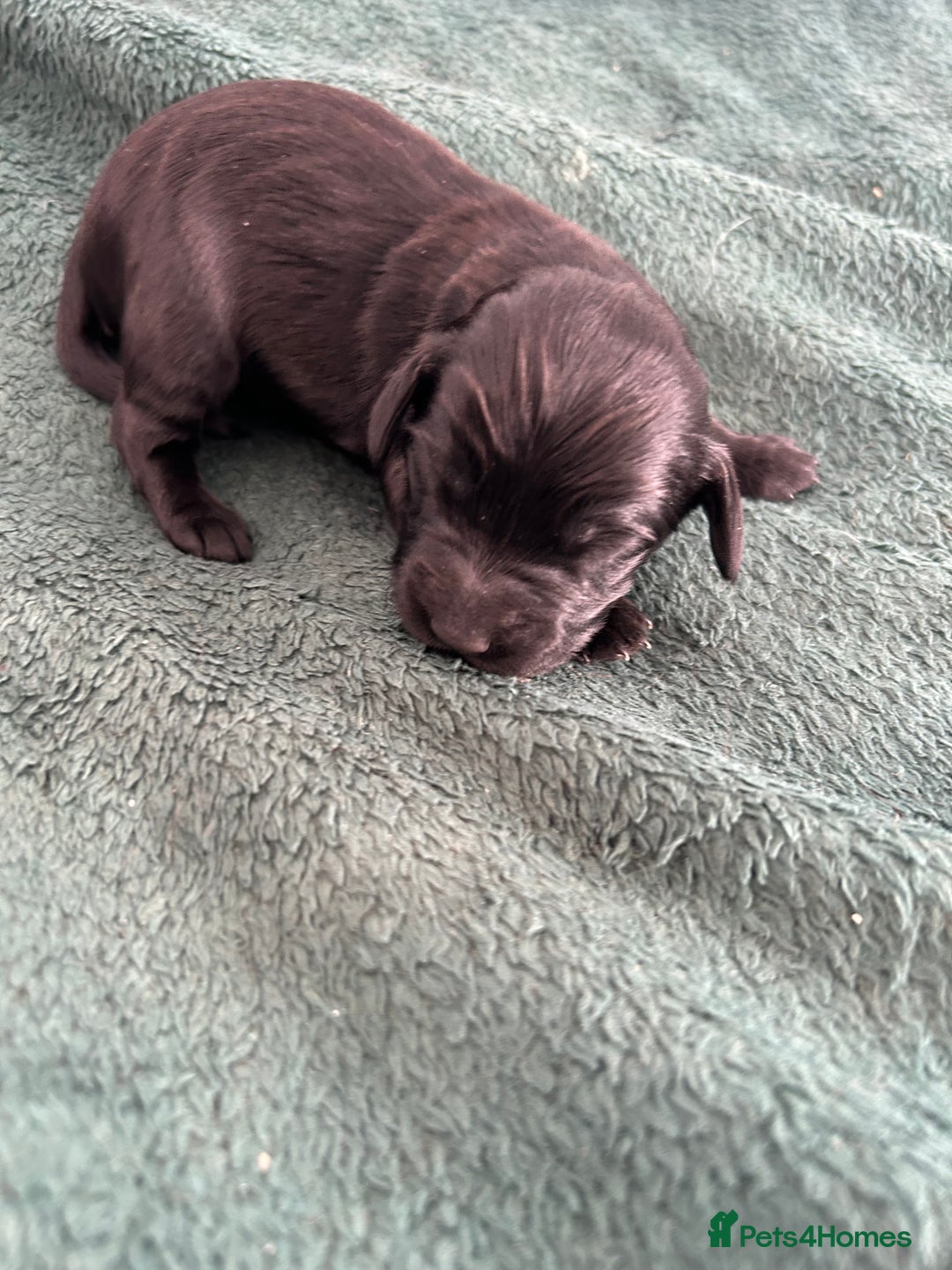 Cockapoo dogs for sale: 6 beautiful cocker spaniel puppies for sale - Advert 4