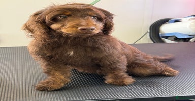 Cockapoo dogs - Advert 13