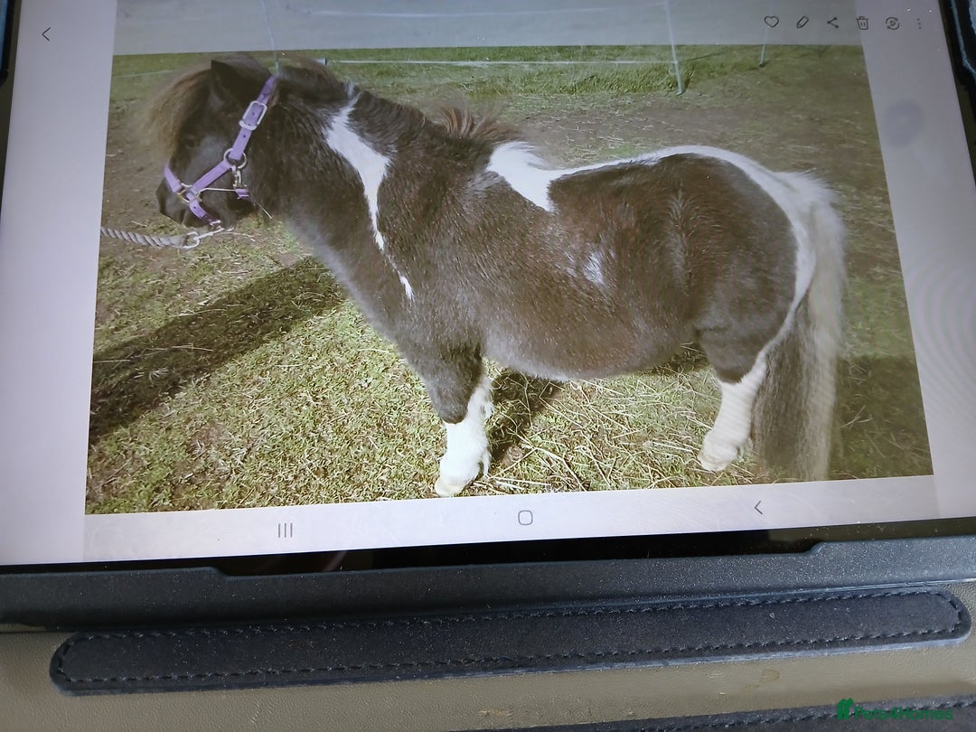 Shetland pony horses for sale: Miniature shetland gelding - Image 2