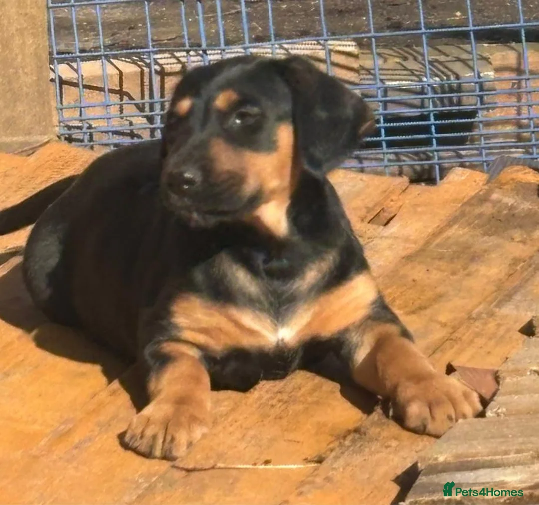 Mixed Breed dogs for sale: Lurcher x dobermen in Doncaster - Advert 21