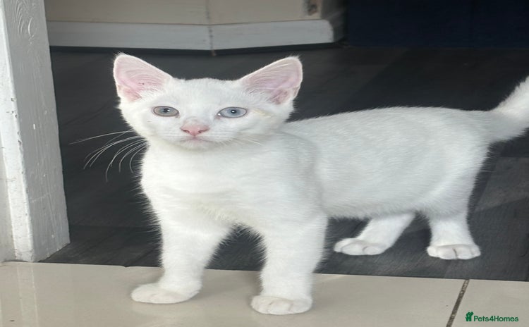 Turkish Angora cats - Advert 1