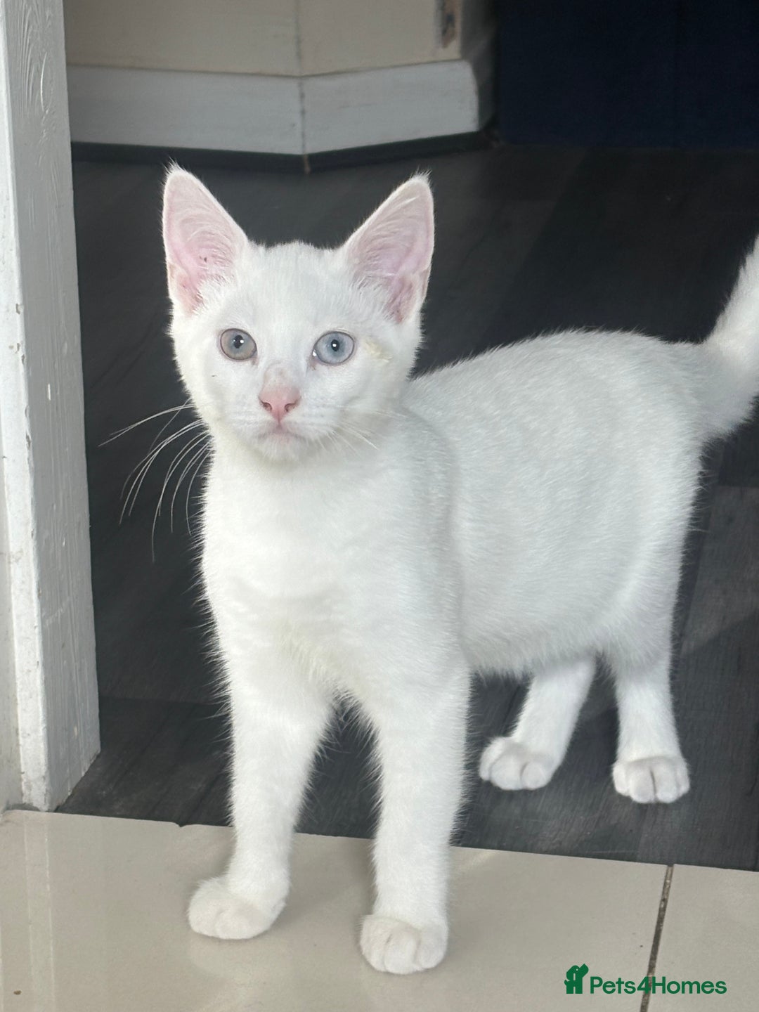 Turkish Angora cats for sale: White deaf kitten looking for a home.  - Image 1