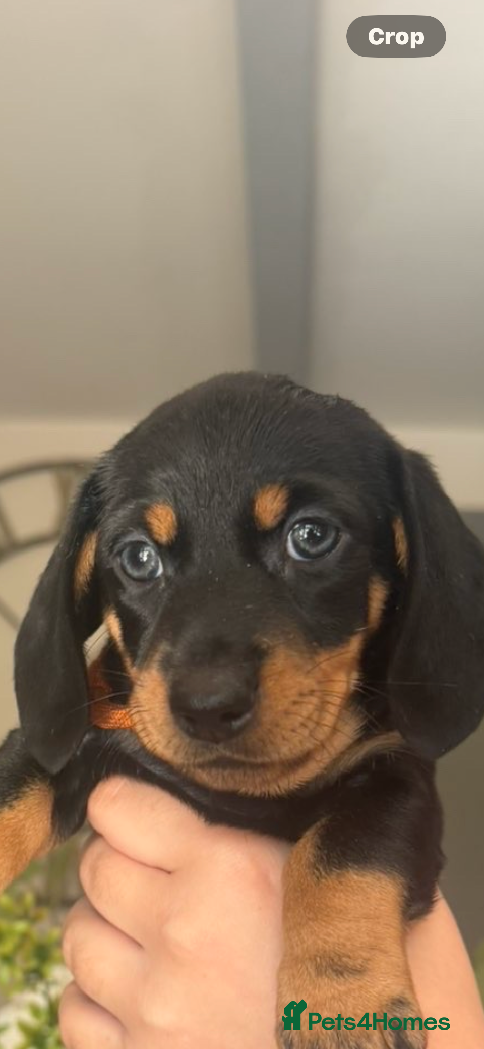 Miniature Dachshund dogs 7 Black and Tan and Blue miniature Dachshund’s  - Advert 2