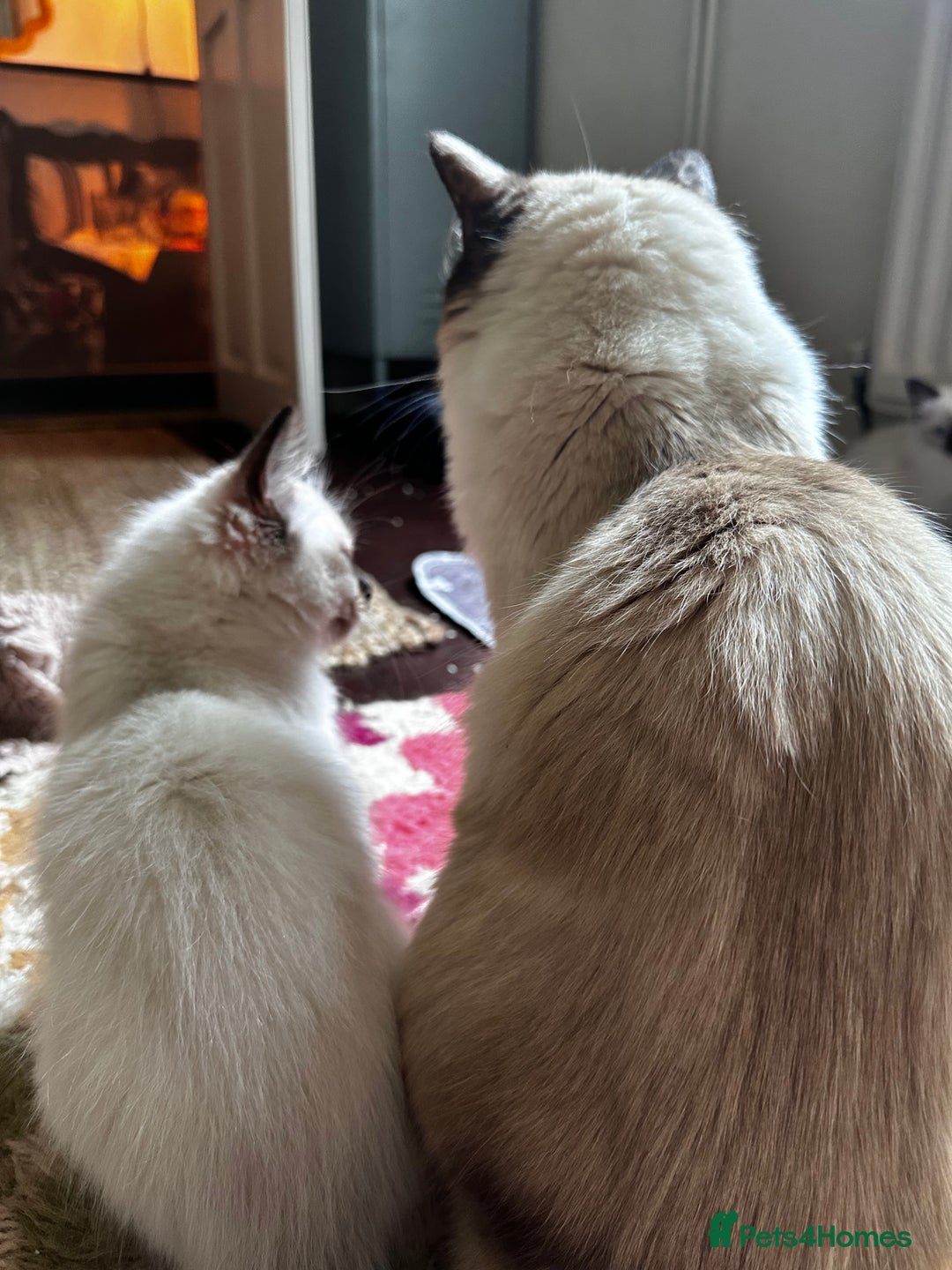 Ragdoll cats for sale: Beautiful Chocolate point Ragdoll kittens  - Image 5