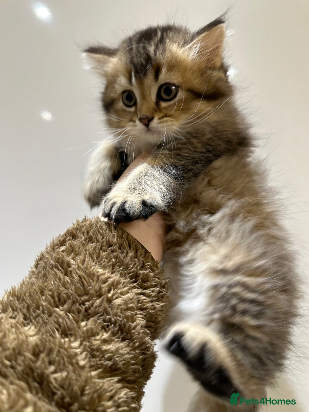 Scottish Fold cats for sale: Stunning Scottish fold kittens are ready - Advert 14