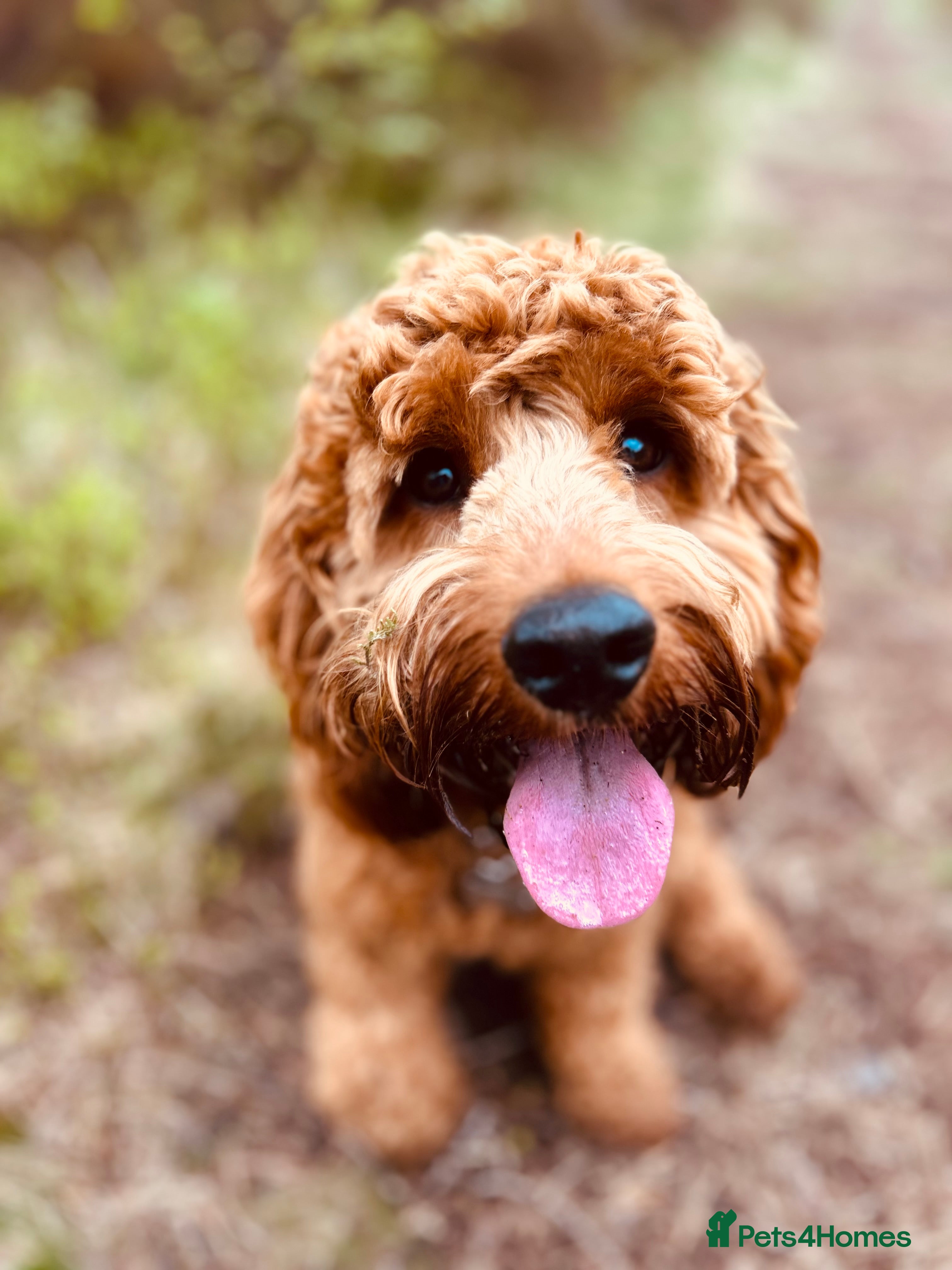 Cockapoo dogs Cockapoo for Stud  - Advert 12